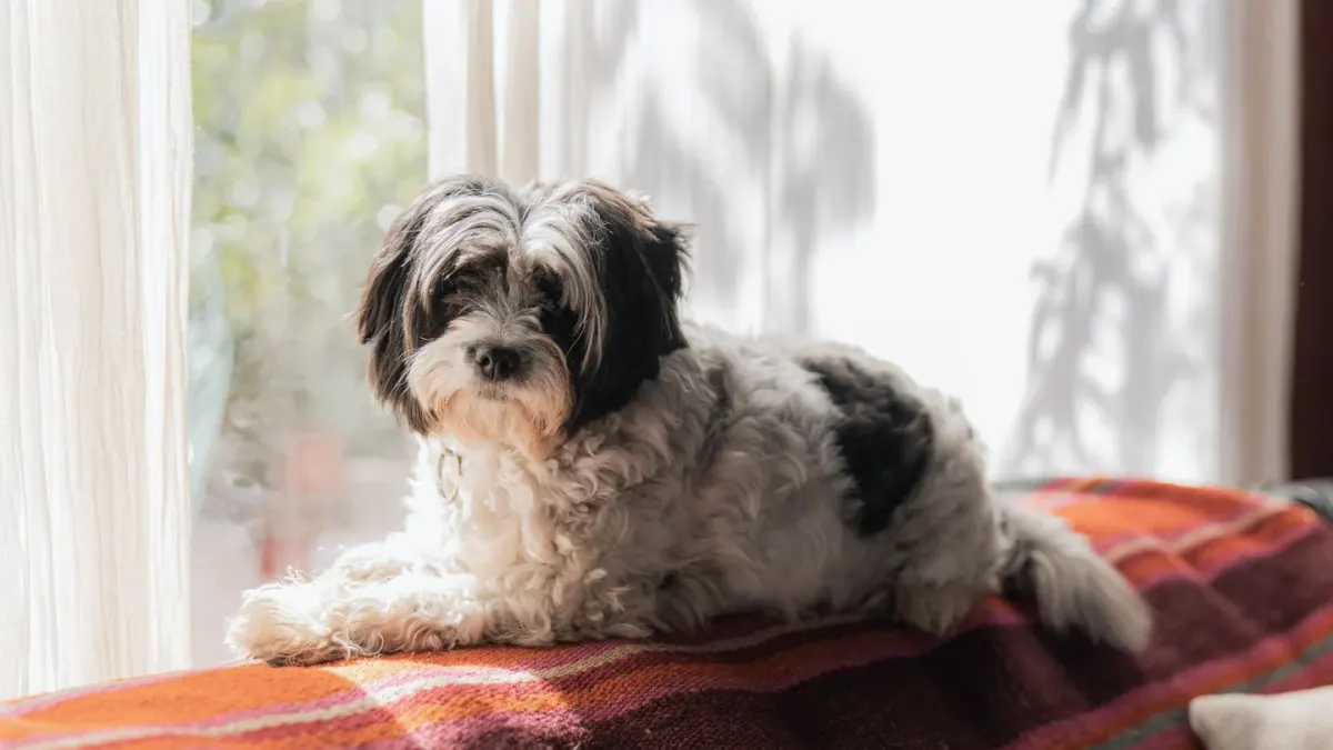 Senior dog resting at home