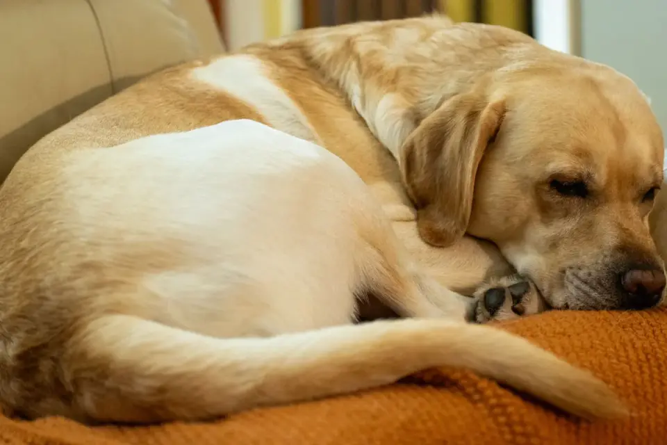 Senior dog resting at home