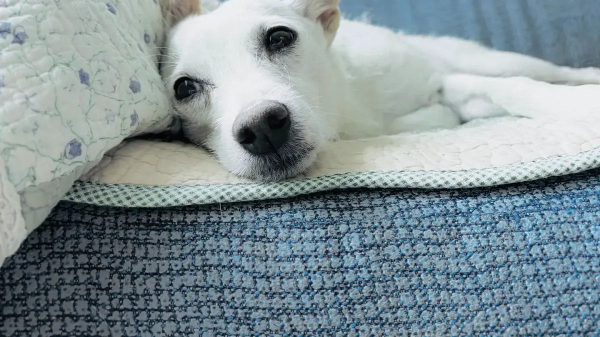 Senior dog resting at home