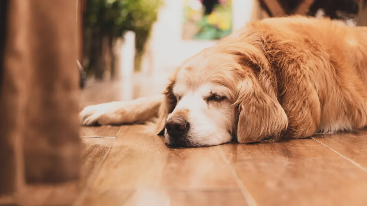 Senior dog resting at home
