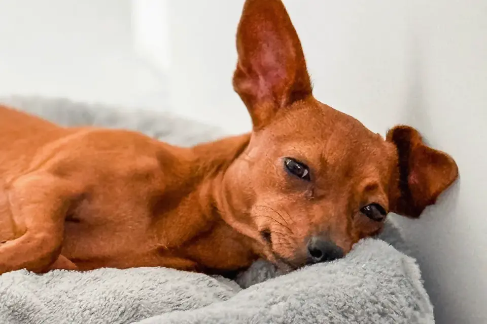 Senior dog resting at home