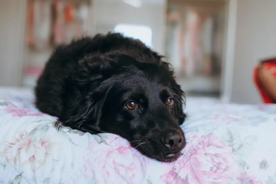 Senior dog resting at home