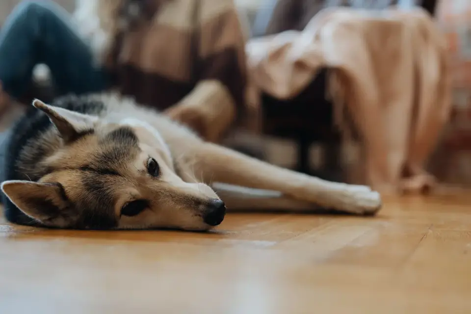 Senior dog resting at home