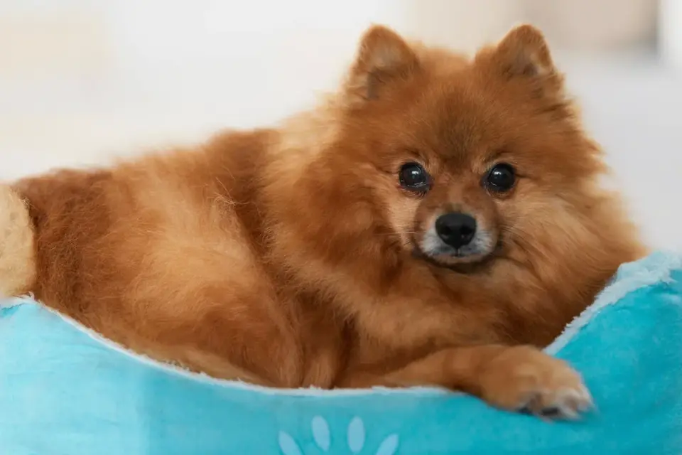 Senior dog resting on an orthopedic bed after a walk