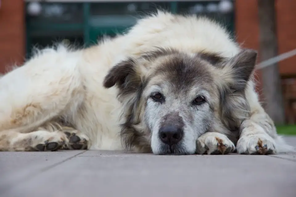 Senior dog resting peacefully during the day