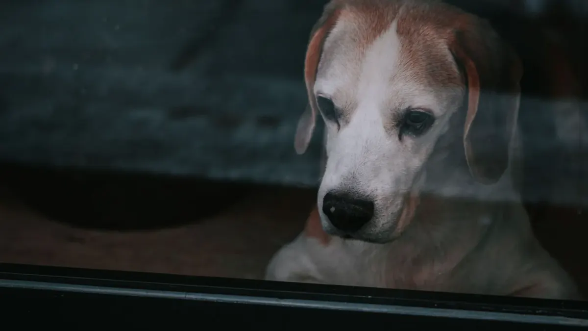 Senior dog sitting awake in a dimly lit living room at night