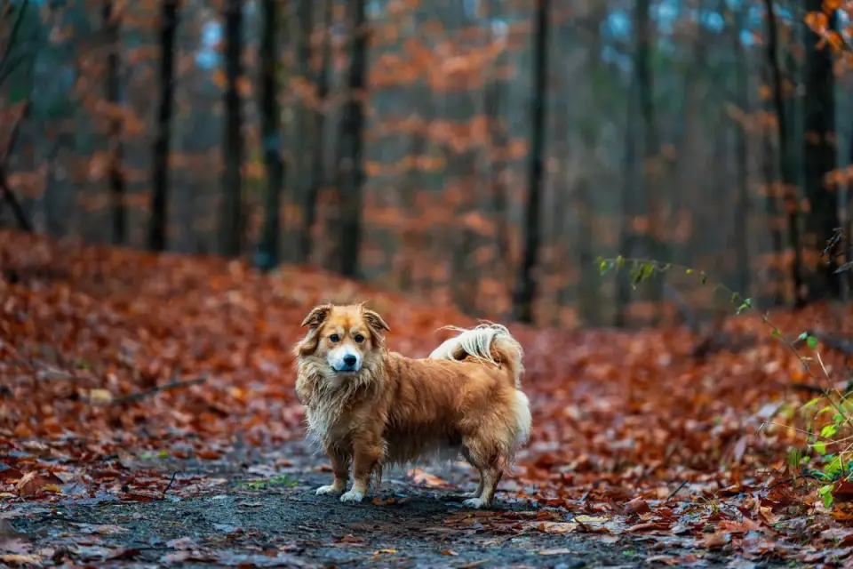Senior dog walking outdoors