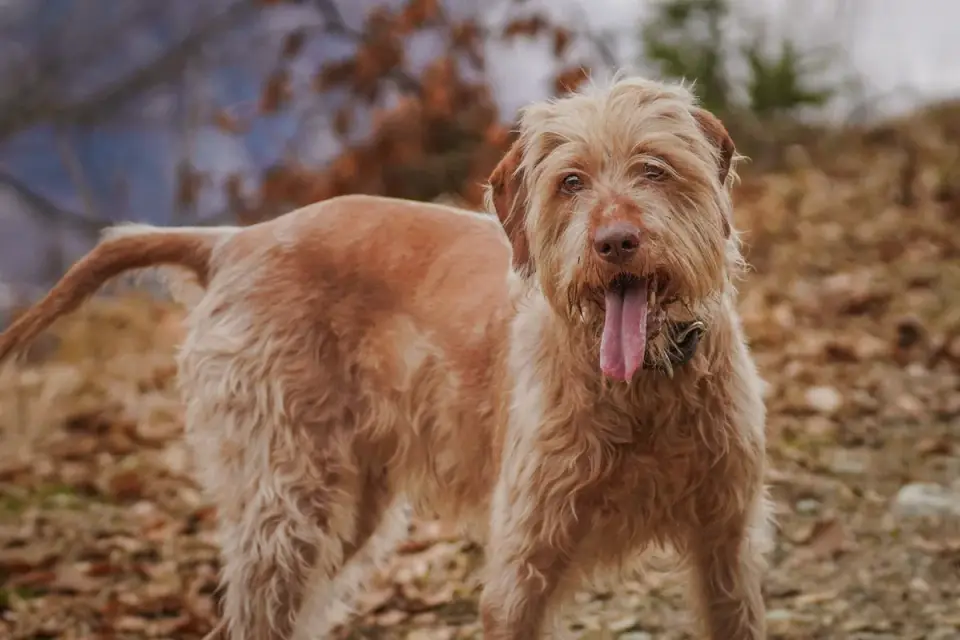 Senior dog walking outdoors