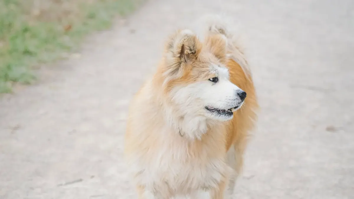 Senior dog walking outdoors