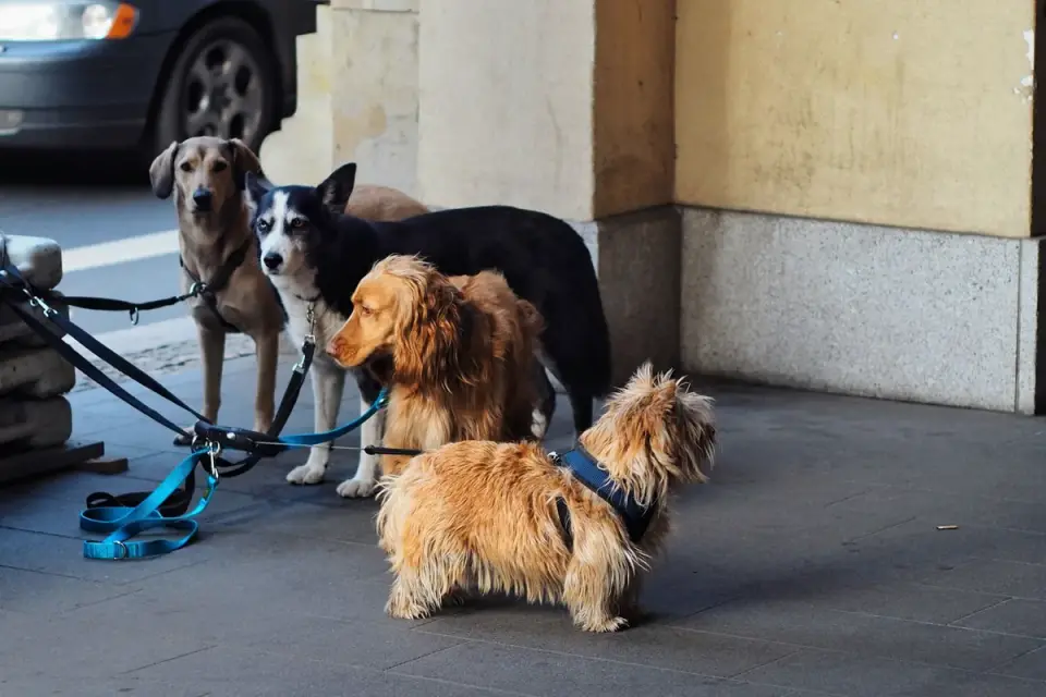 Senior dog walking slowly on a leash along a paved path