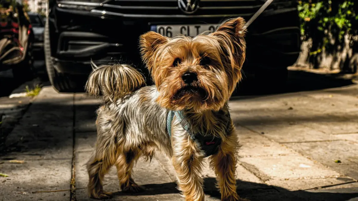 Senior dog walking slowly