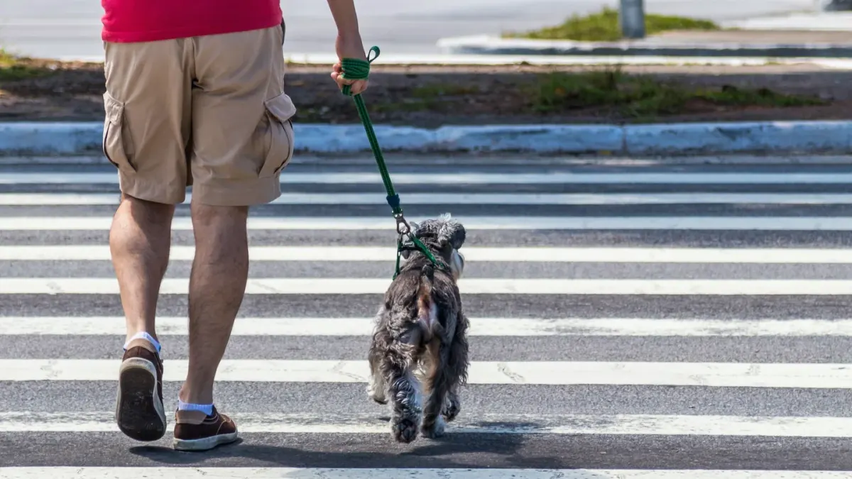 Senior dog walking slowly
