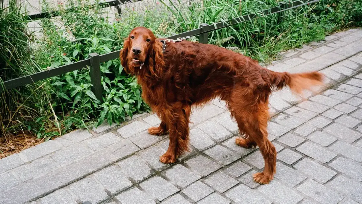 Senior dog walking slowly