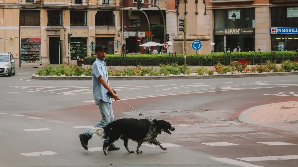 Senior dog walking slowly