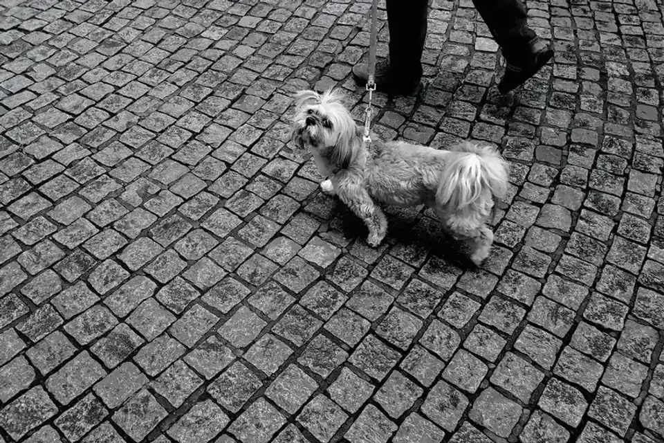 Senior dog walking slowly