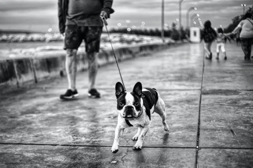 Senior dog walking slowly