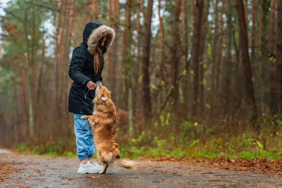 Senior dog walking with an owner