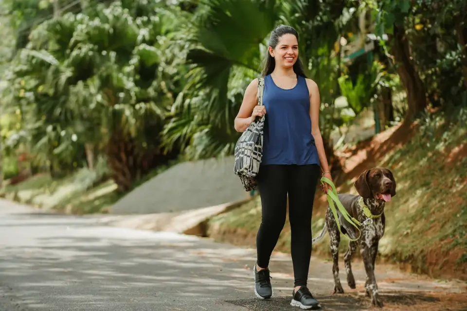 Senior dog walking with an owner