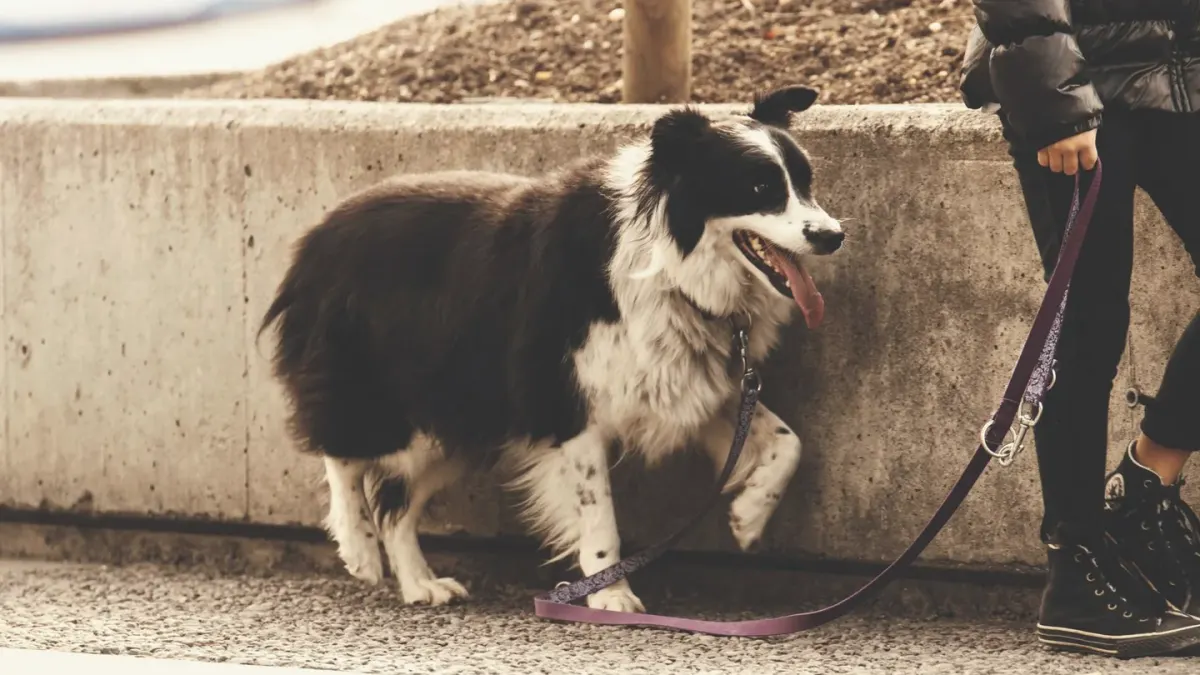 Senior dog walking with an owner