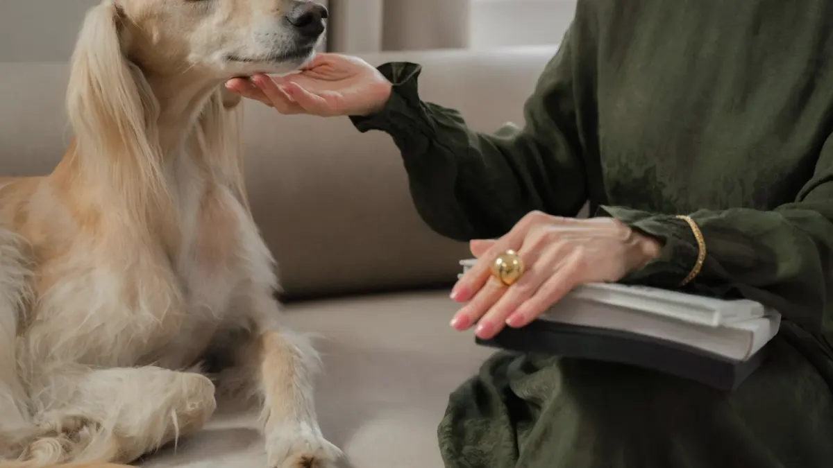Senior dog walking with an owner