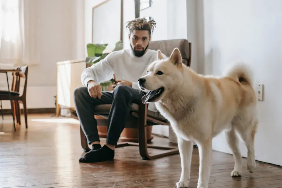Senior dog walking with an owner