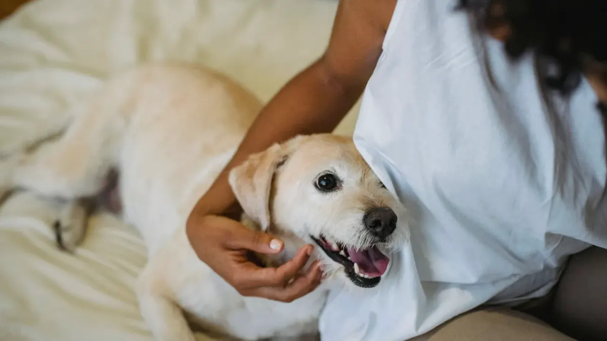 Senior dog walking with an owner