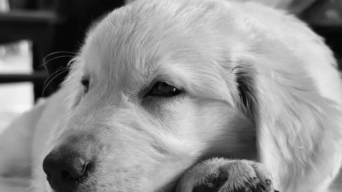 Senior golden retriever lying on a wood floor at the base of a staircase
