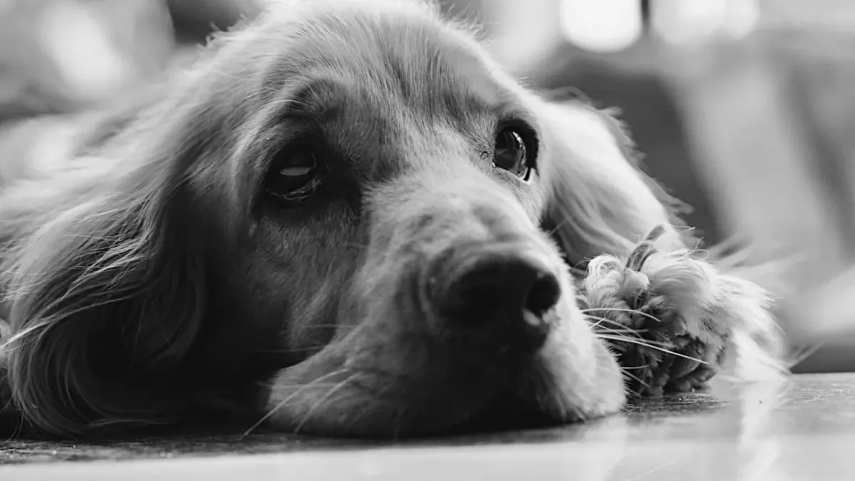 Senior golden retriever lying on an orthopedic bed in a sunlit living room