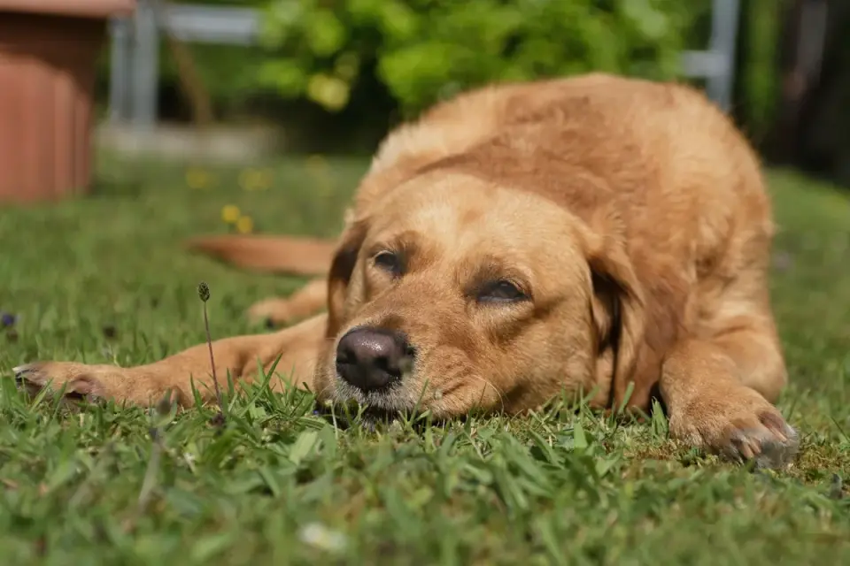 Senior golden retriever resting calmly on a rug indoors