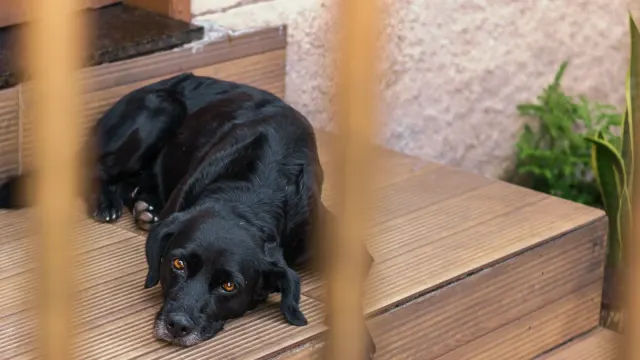 Senior golden retriever standing at the bottom of porch steps, weight shifted off one hind leg