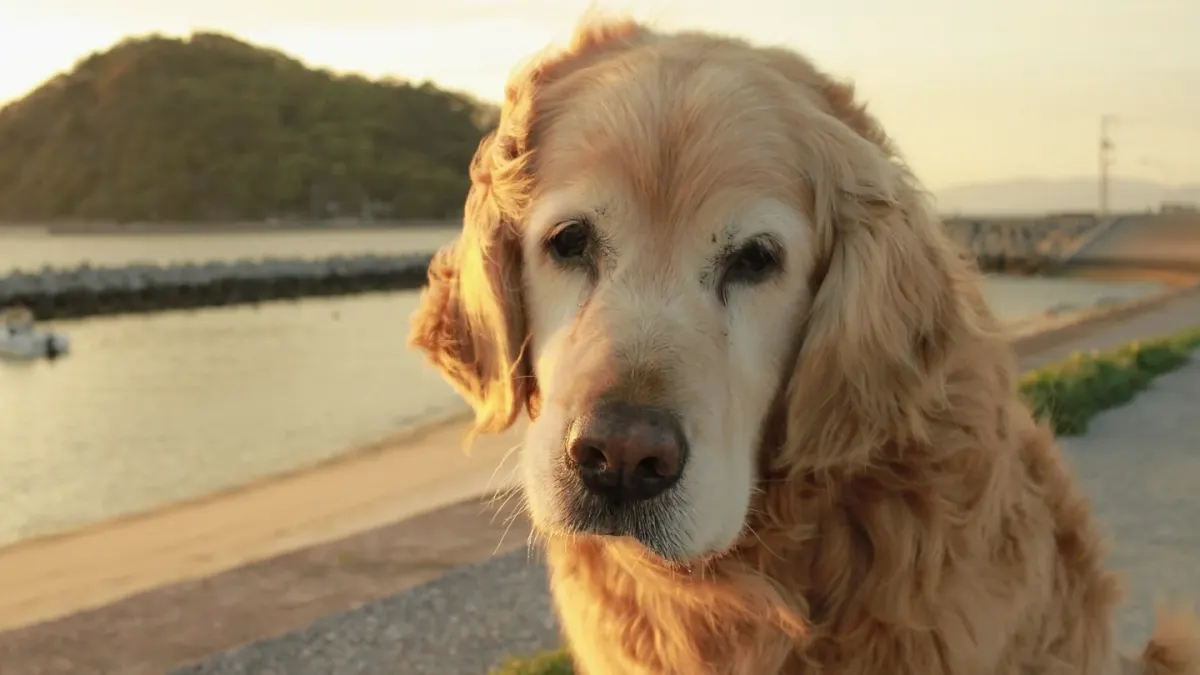 Senior golden retriever standing near a dock, weight shifted off one hip