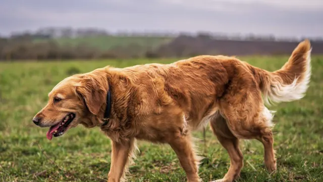 Senior golden retriever standing on an exam table while a veterinarian checks its hind leg