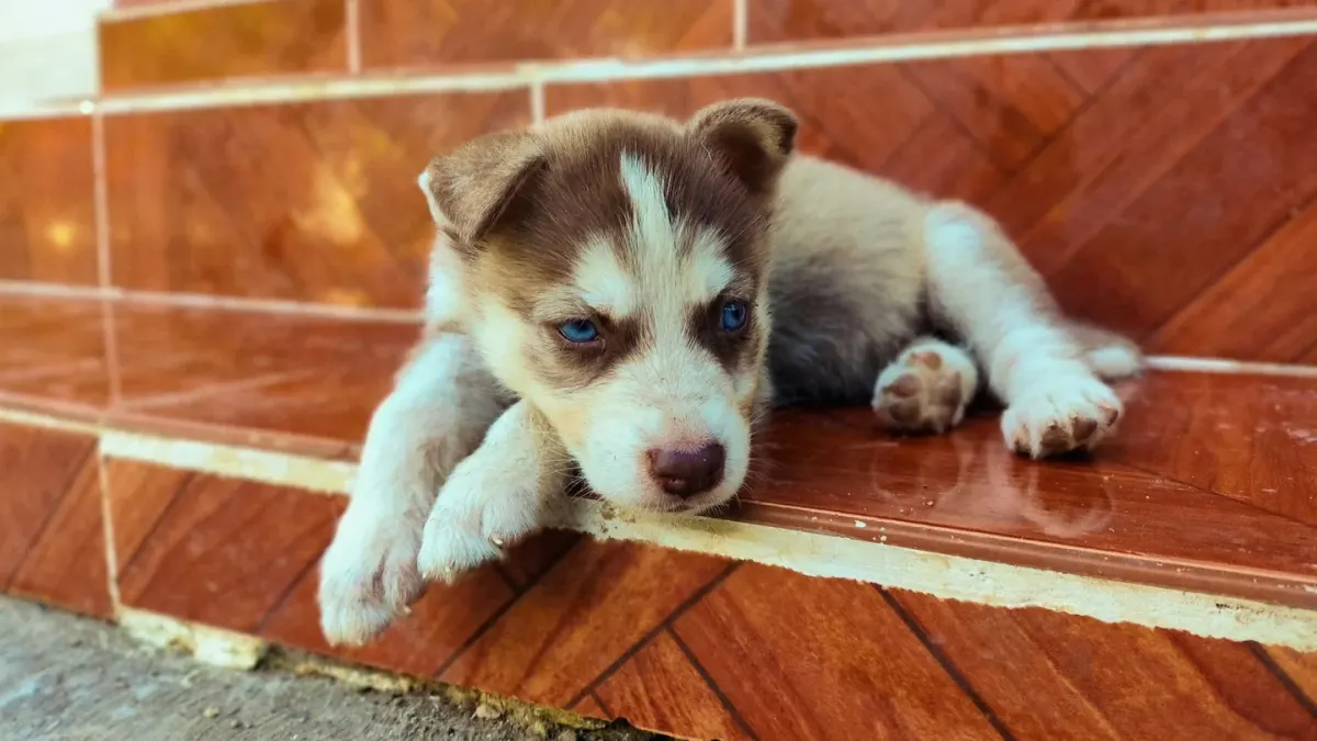 Senior mixed-breed dog pausing partway up a short flight of stairs