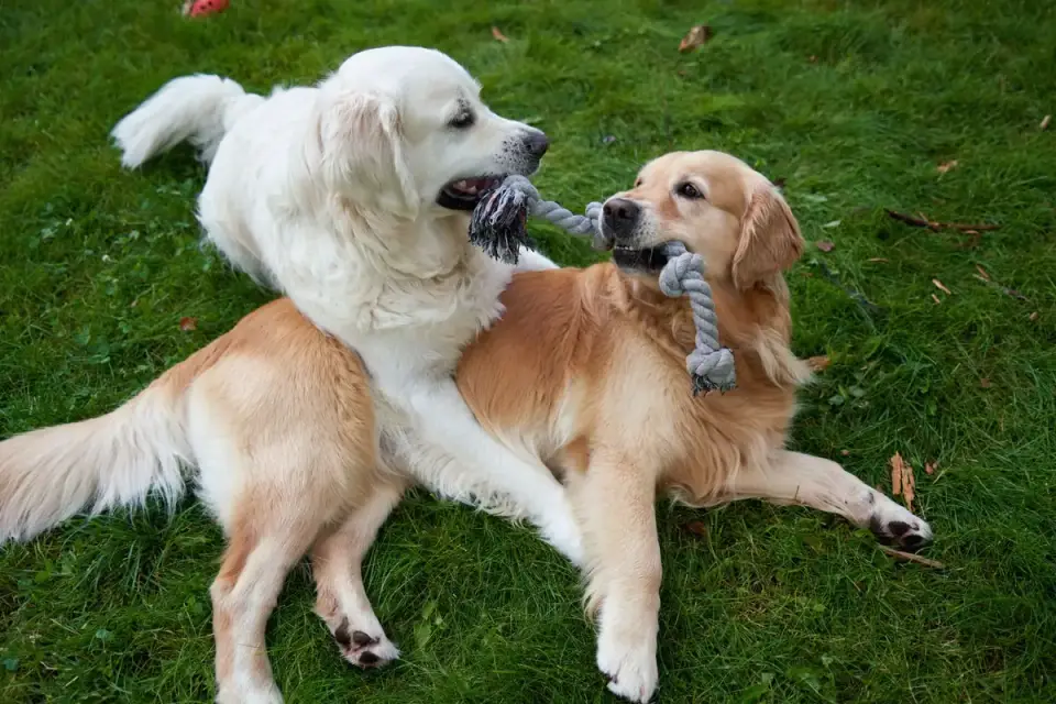Several dogs playing together in an open daycare play area