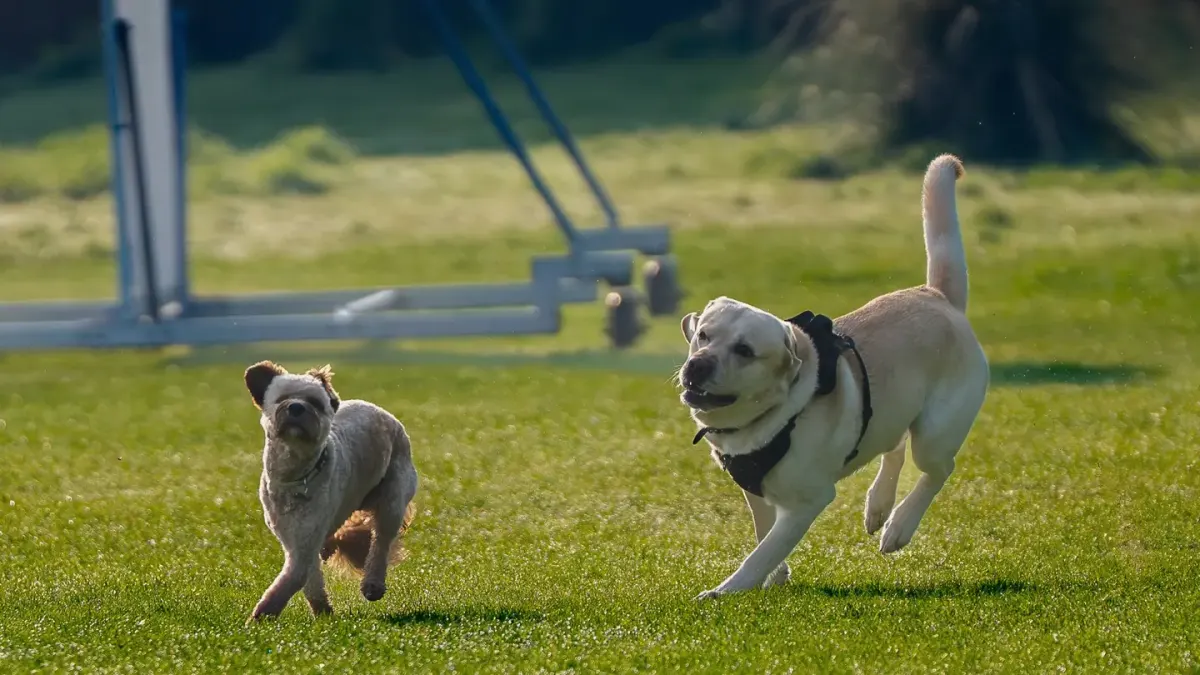 Two dogs facing each other in a play bow position outdoors