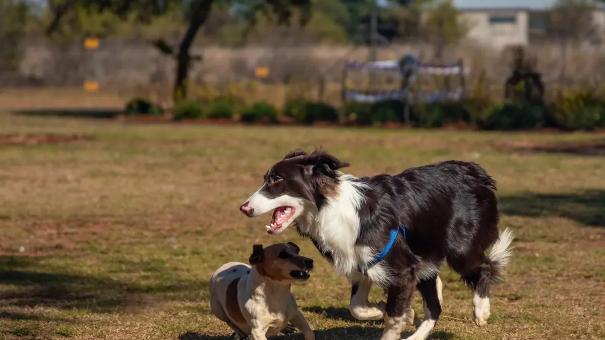 Two dogs mid-play, one rolling with a loose open mouth while the other stands over it