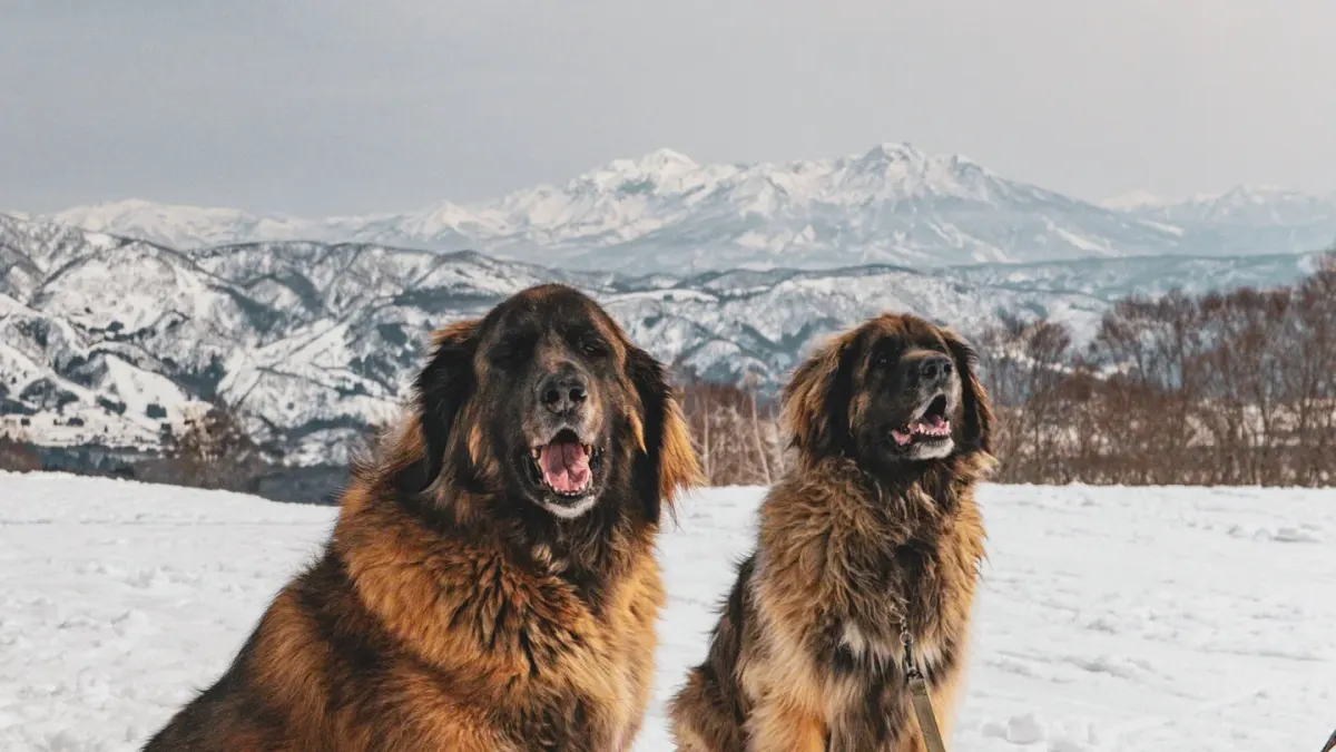 Two dogs together