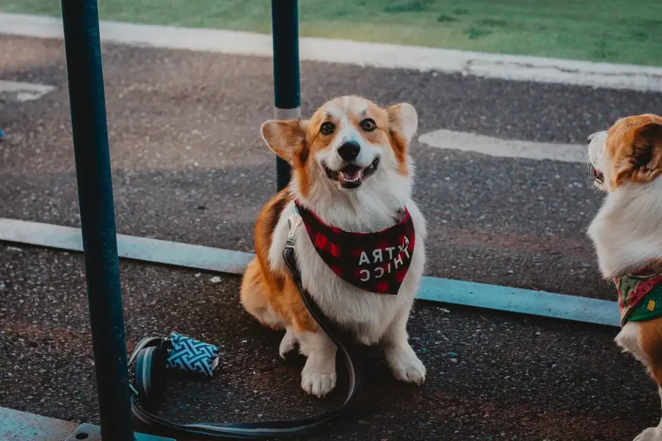 Two dogs together