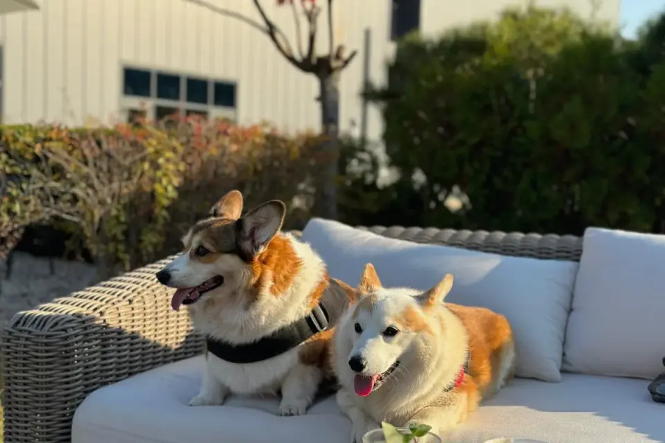 Two dogs together