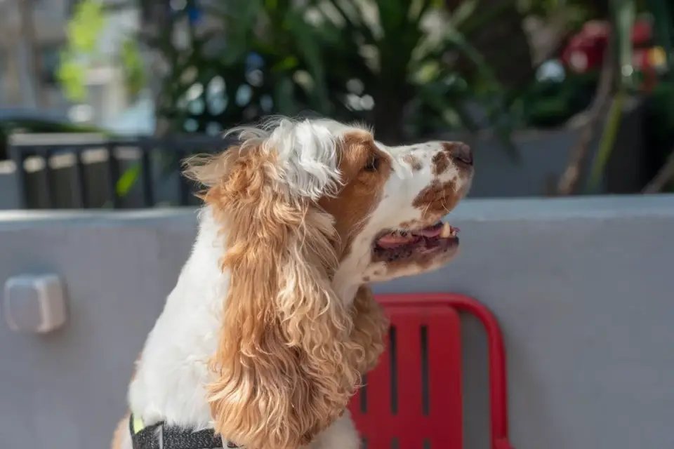 Two dogs together