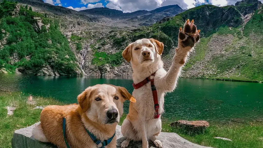 Two dogs together