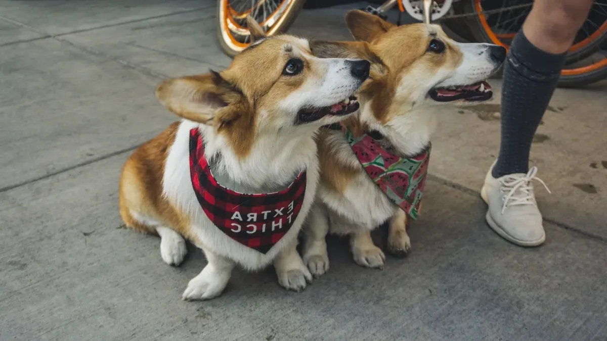 Two dogs together