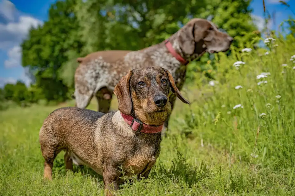 Two dogs together