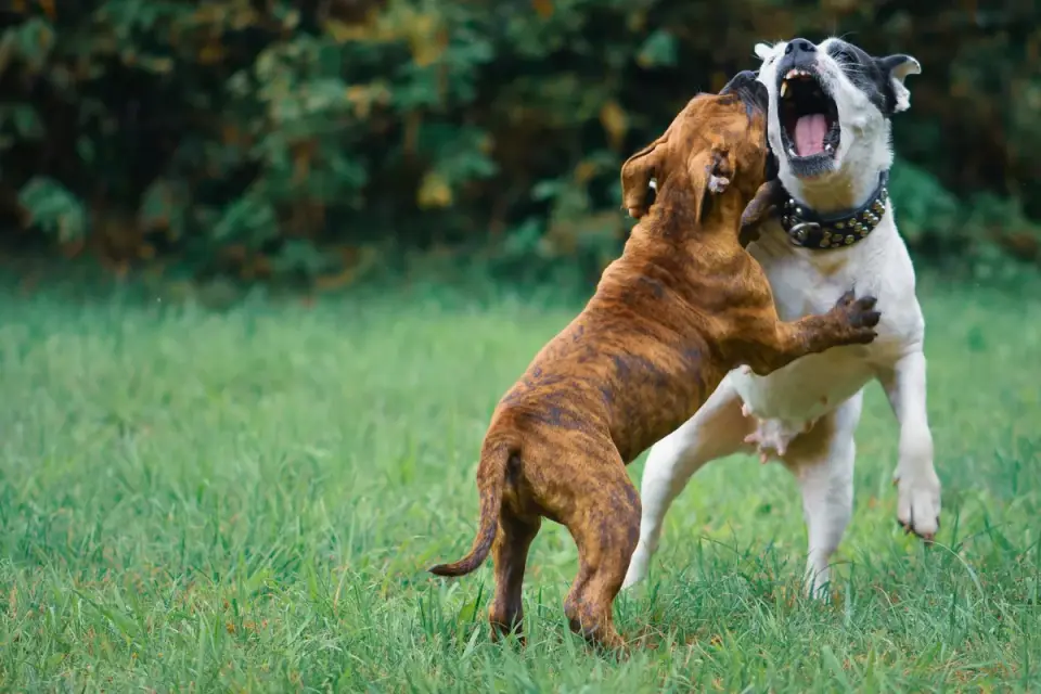 Two medium-sized dogs chasing each other across a grassy yard