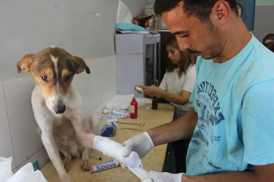 Veterinarian examining a dog on an exam table