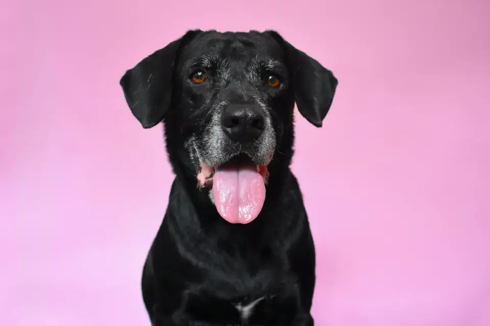 Veterinarian examining a senior Labrador retriever on an exam table