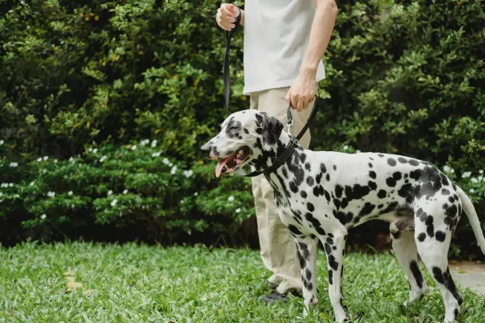 Veterinarian gently examining a dog&#x27;s hip and rear leg for mobility