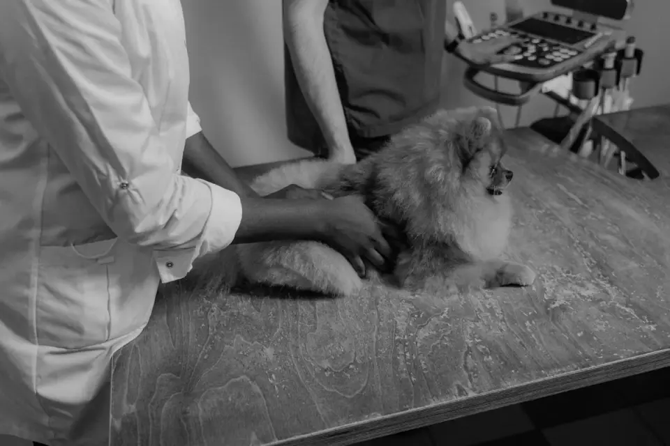 Veterinarian gently examining a senior dog on an exam table