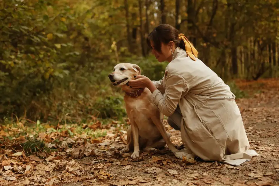 Veterinarian gently flexing a senior dog's hind leg during a mobility check