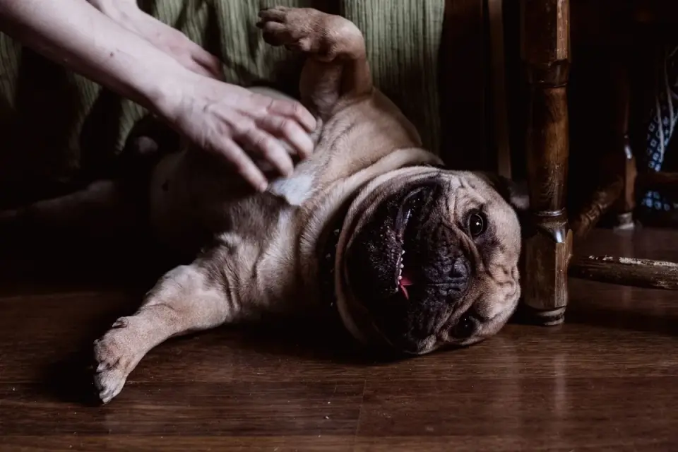 Veterinarian palpating a dog&#x27;s abdomen during an exam